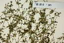 Galium wigginsii image