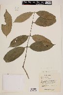 Eugenia coffeifolia image