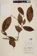 Eugenia coffeifolia image