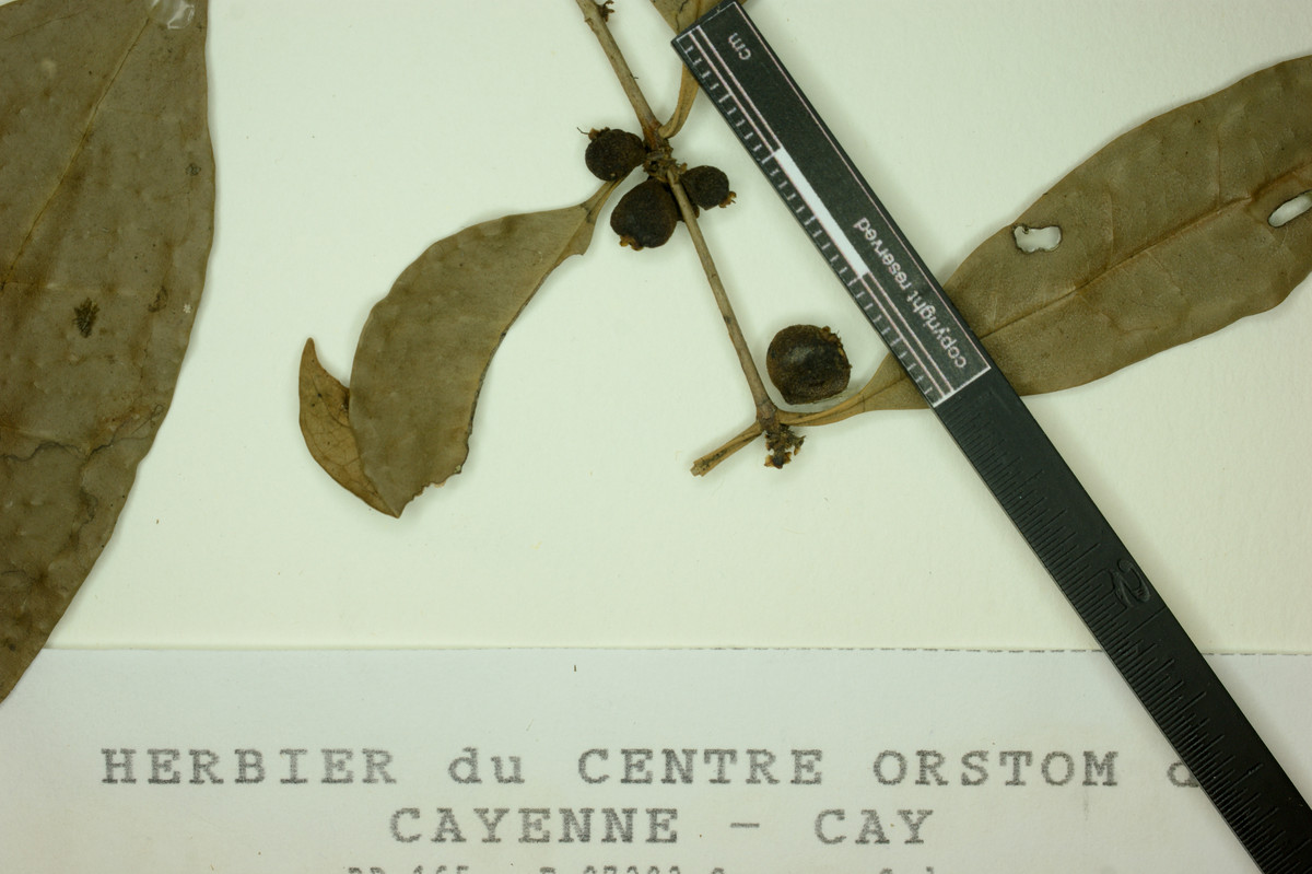 Eugenia coffeifolia image