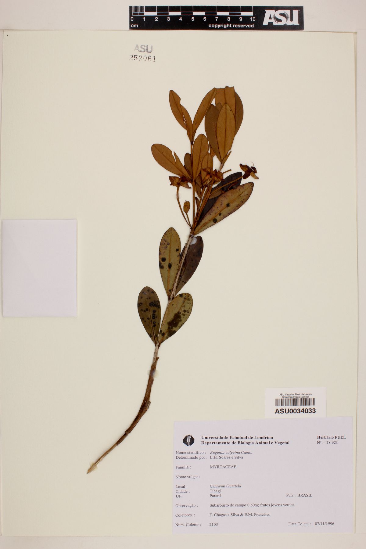 Eugenia calycina image