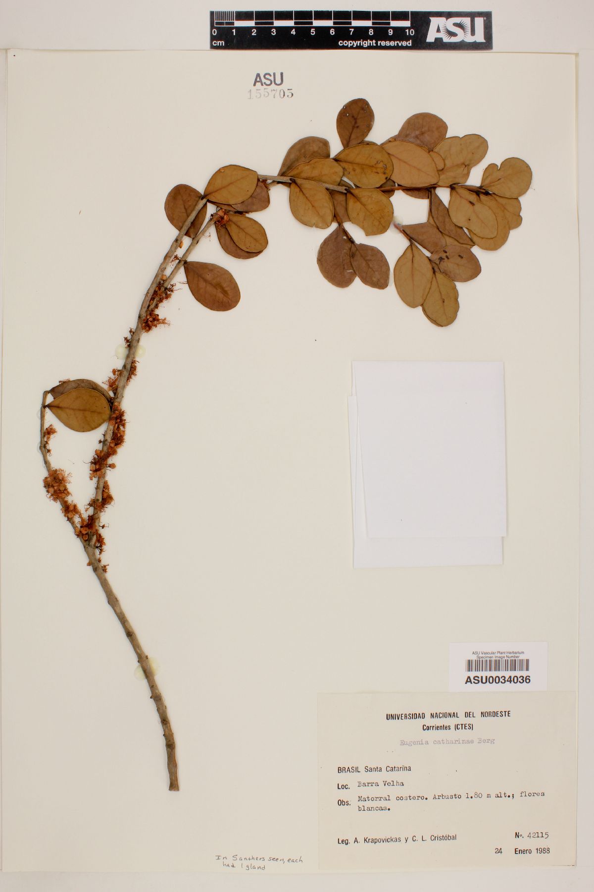 Eugenia catharinae image
