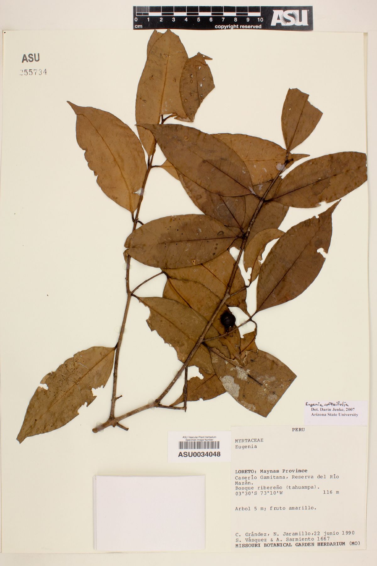 Eugenia coffeifolia image