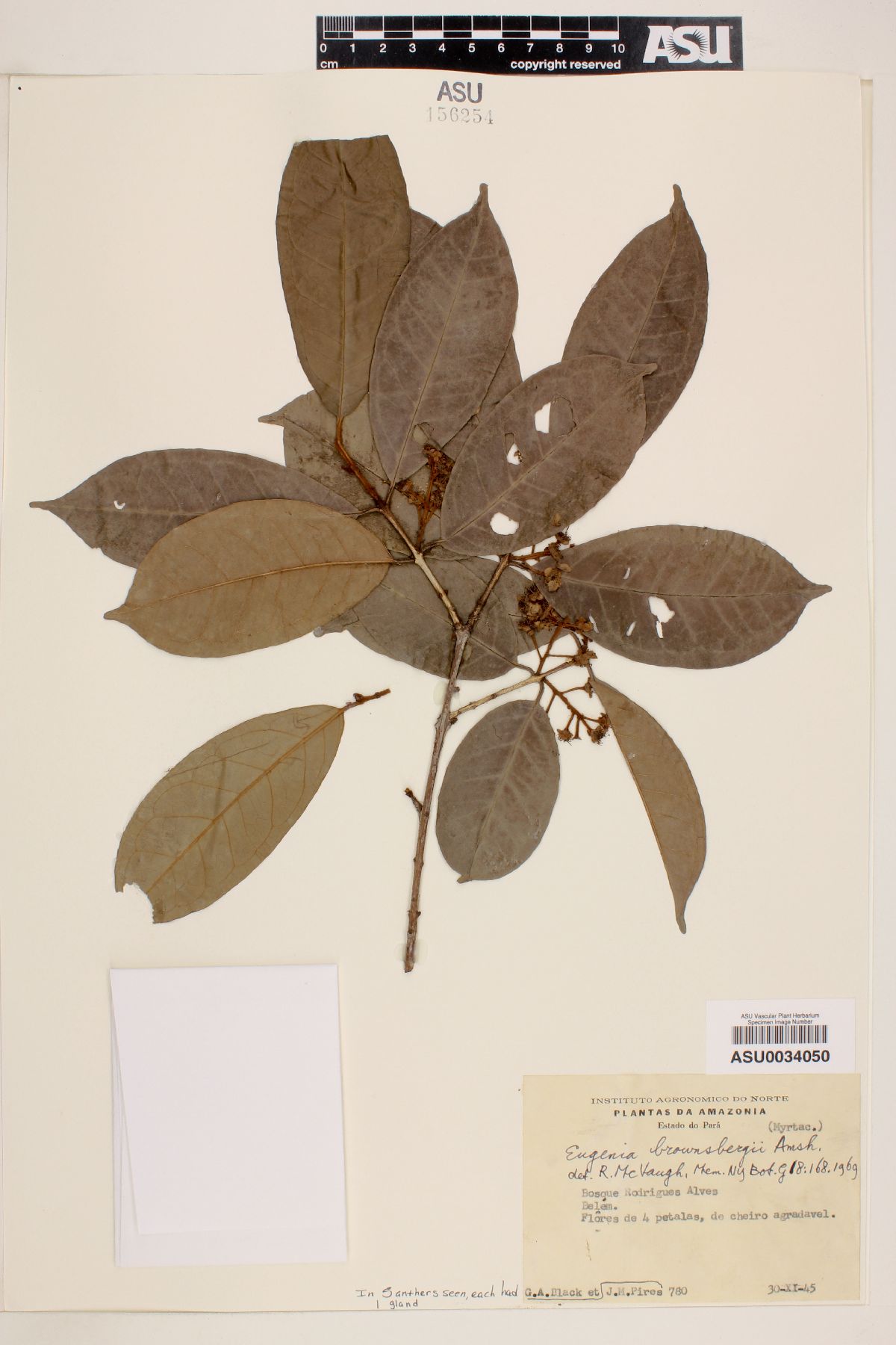 Eugenia brownsbergii image