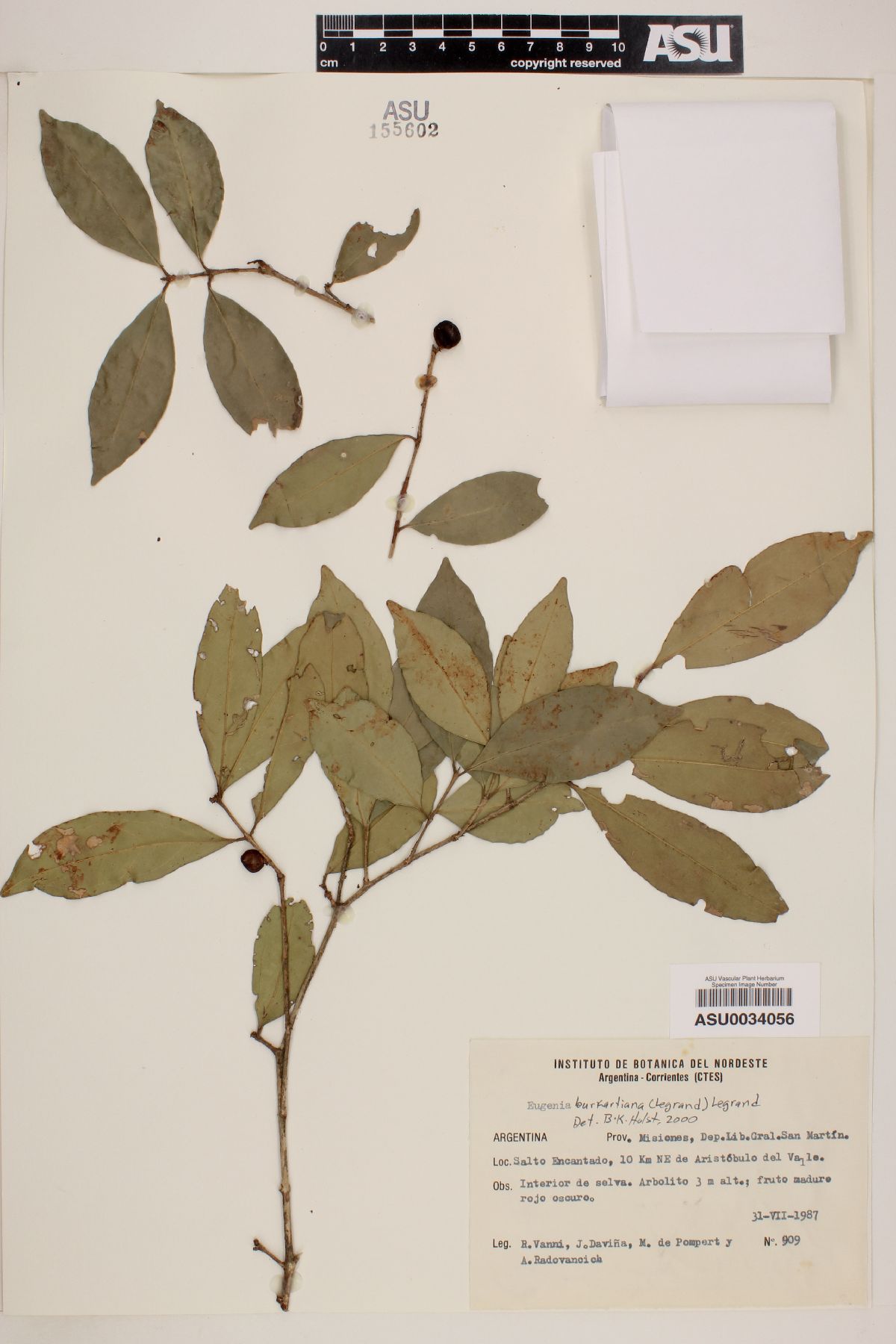 Eugenia burkartiana image