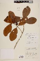 Eugenia cachoeirensis image