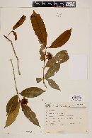 Eugenia bocainensis image