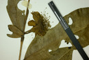 Eugenia bocainensis image