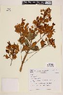 Myrcia bracteata image