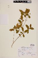 Myrcia bracteata image