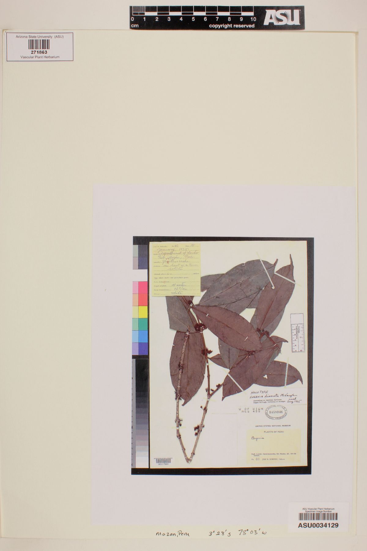 Eugenia discreta image