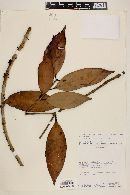 Eugenia dittocrepis image