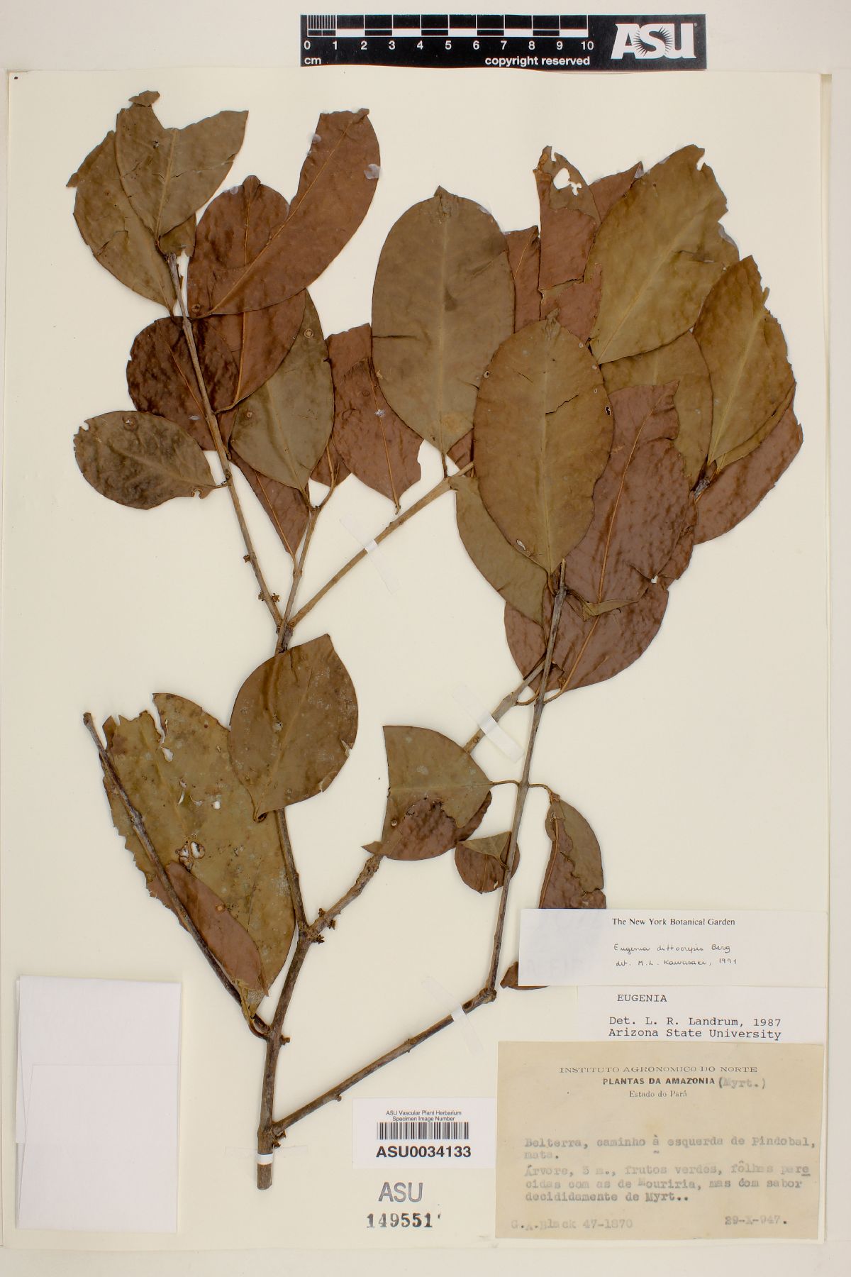 Eugenia dittocrepis image