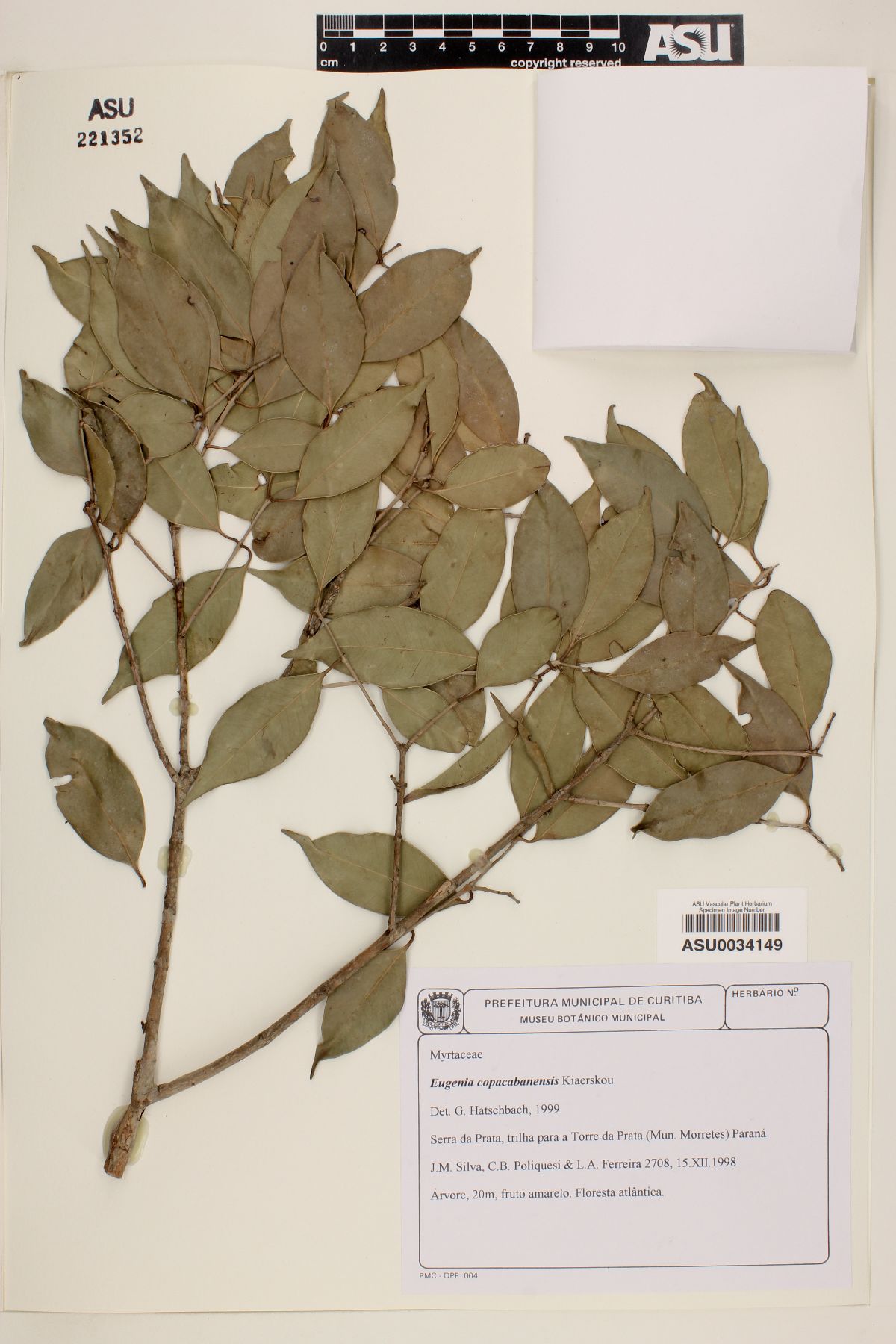 Eugenia copacabanensis image