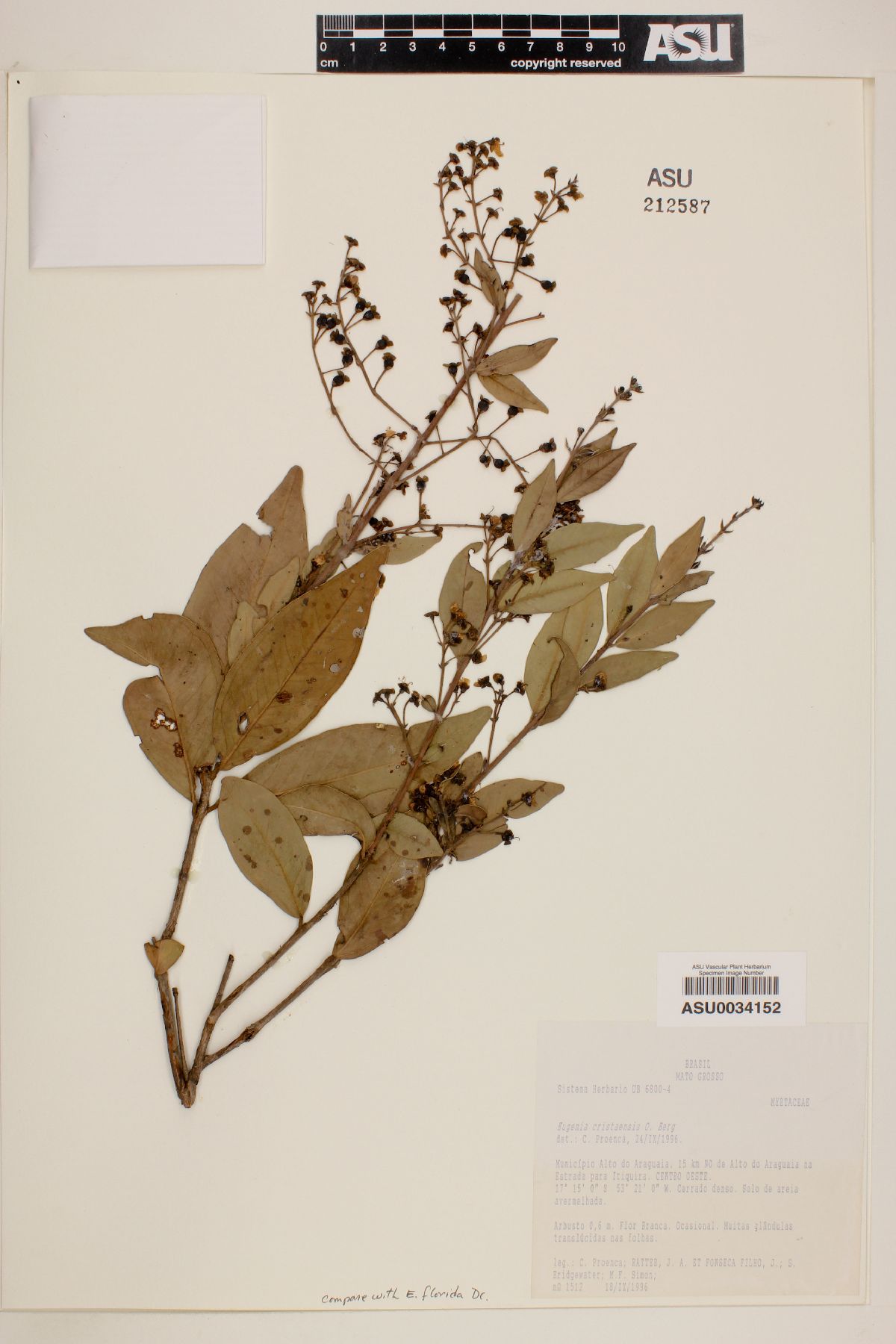 Eugenia cristaensis image