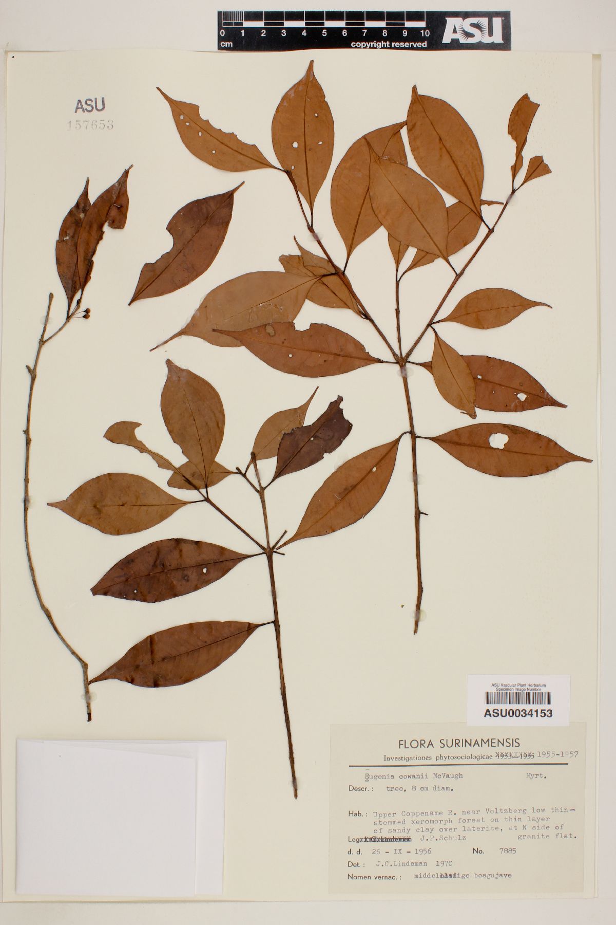Eugenia cowanii image