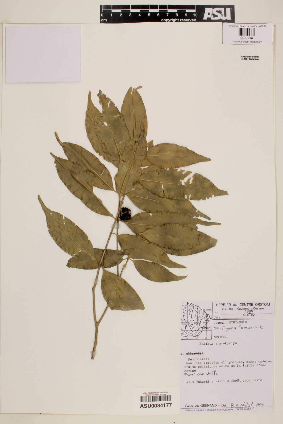Eugenia flavescens image