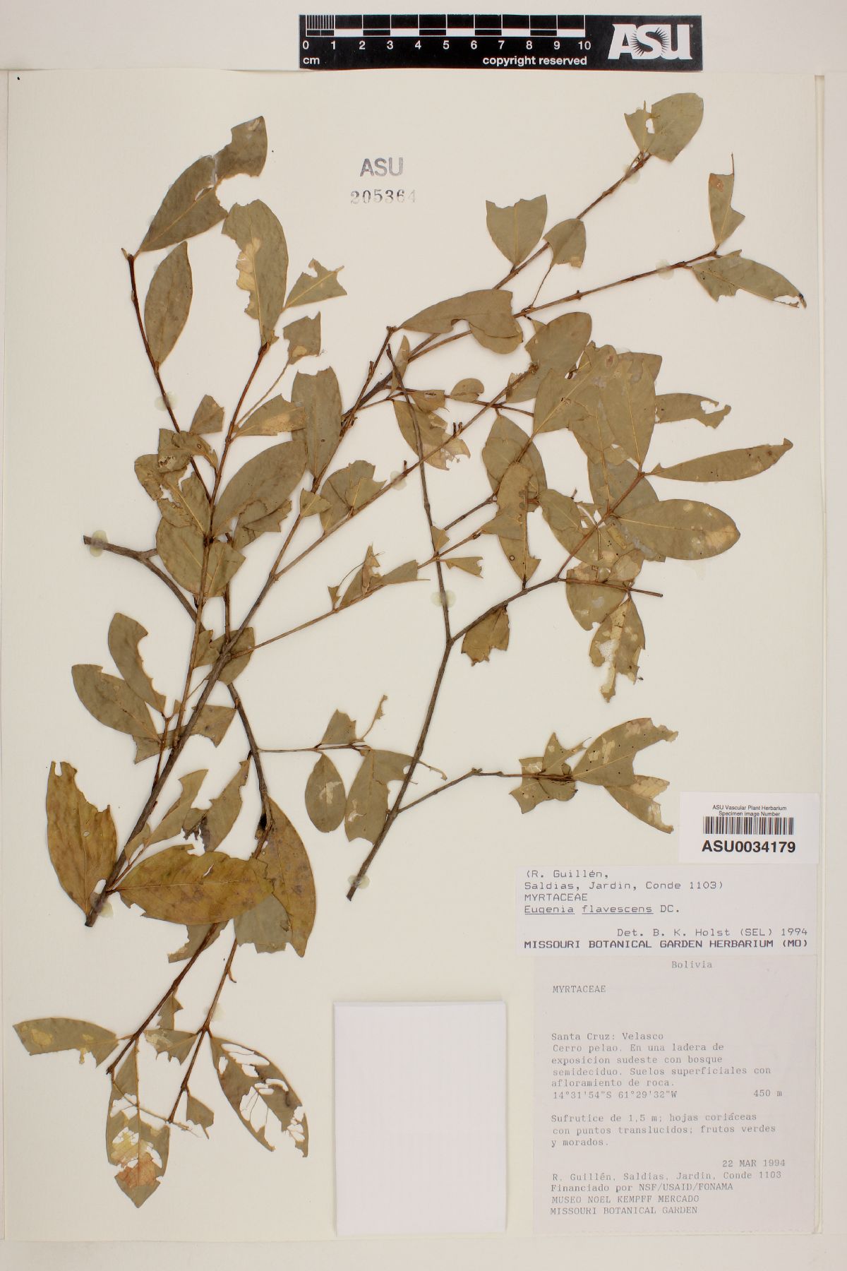 Eugenia flavescens image