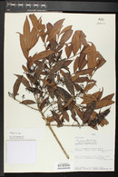 Eugenia florida image