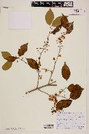 Eugenia florida image