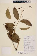 Eugenia florida image