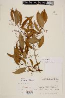 Eugenia florida image