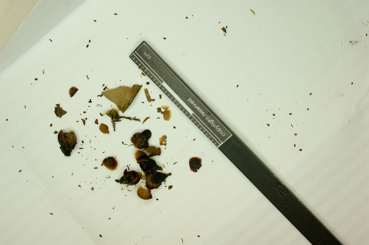 Eugenia glomerata image