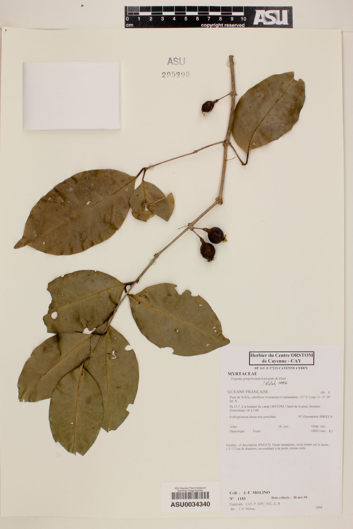 Eugenia gongylocarpa image