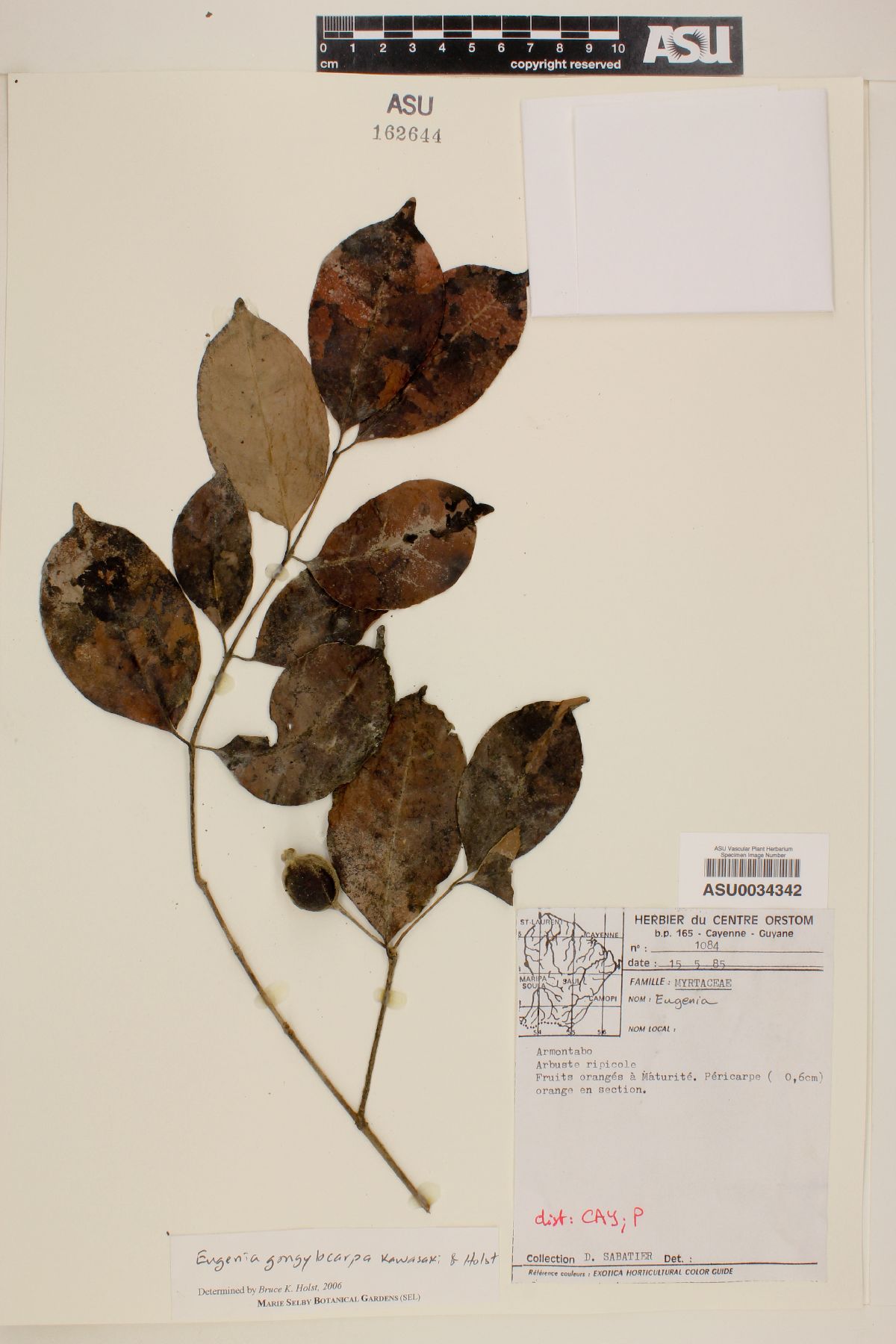 Eugenia gongylocarpa image