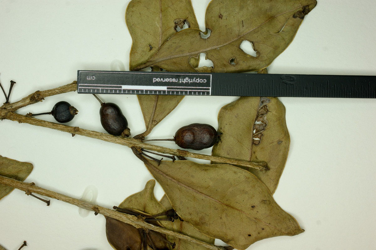 Eugenia hyemalis image