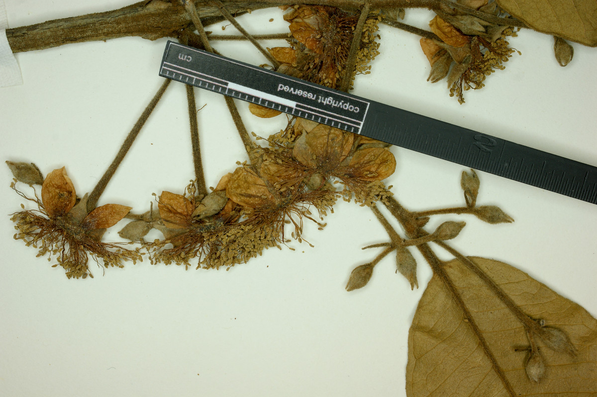 Eugenia itajurensis image