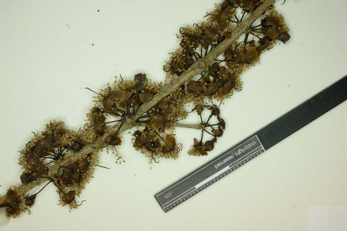 Eugenia janeirensis image