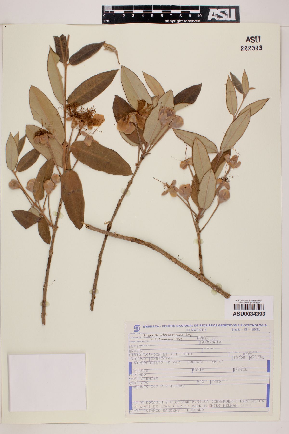 Eugenia azurensis image