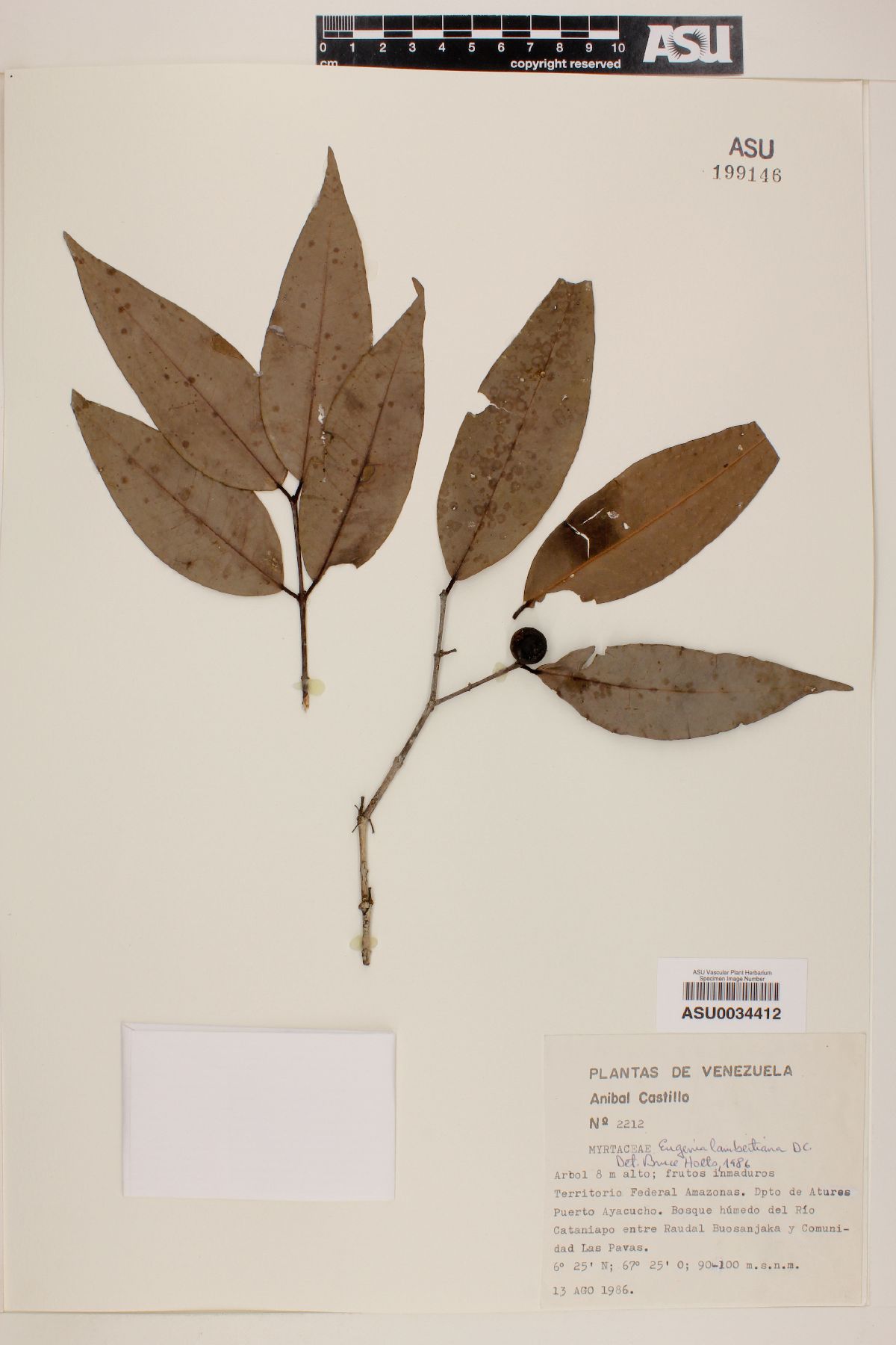 Eugenia lambertiana image