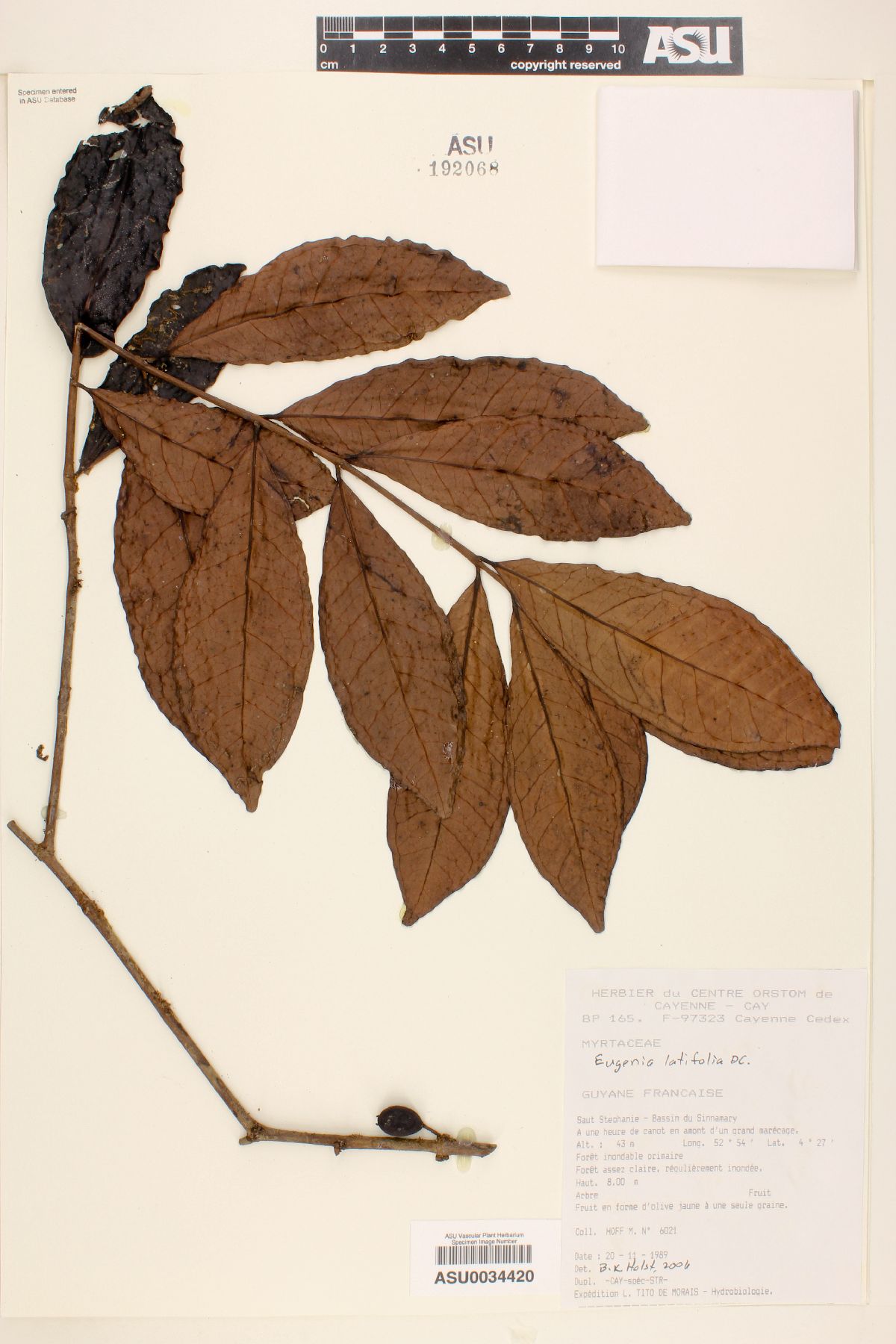 Eugenia latifolia image