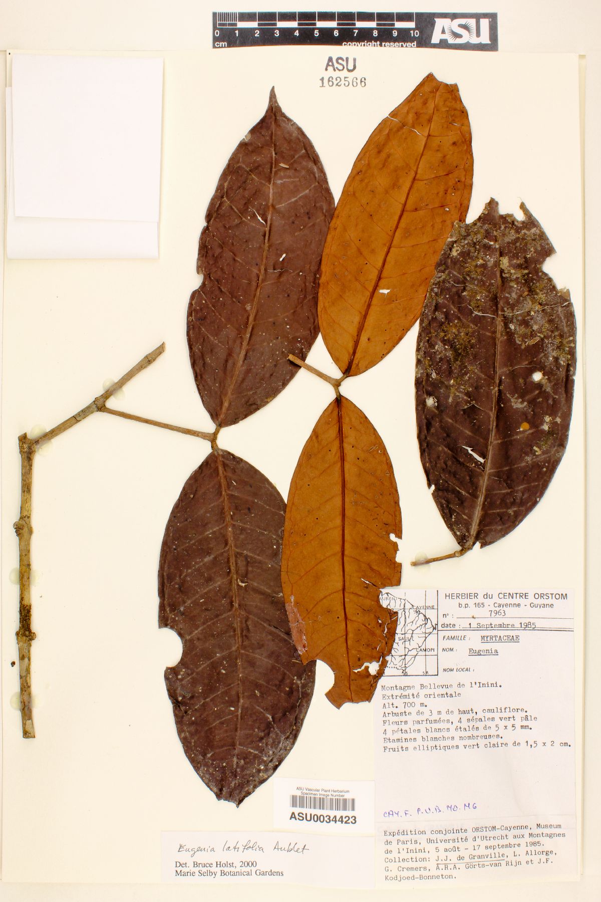 Eugenia latifolia image