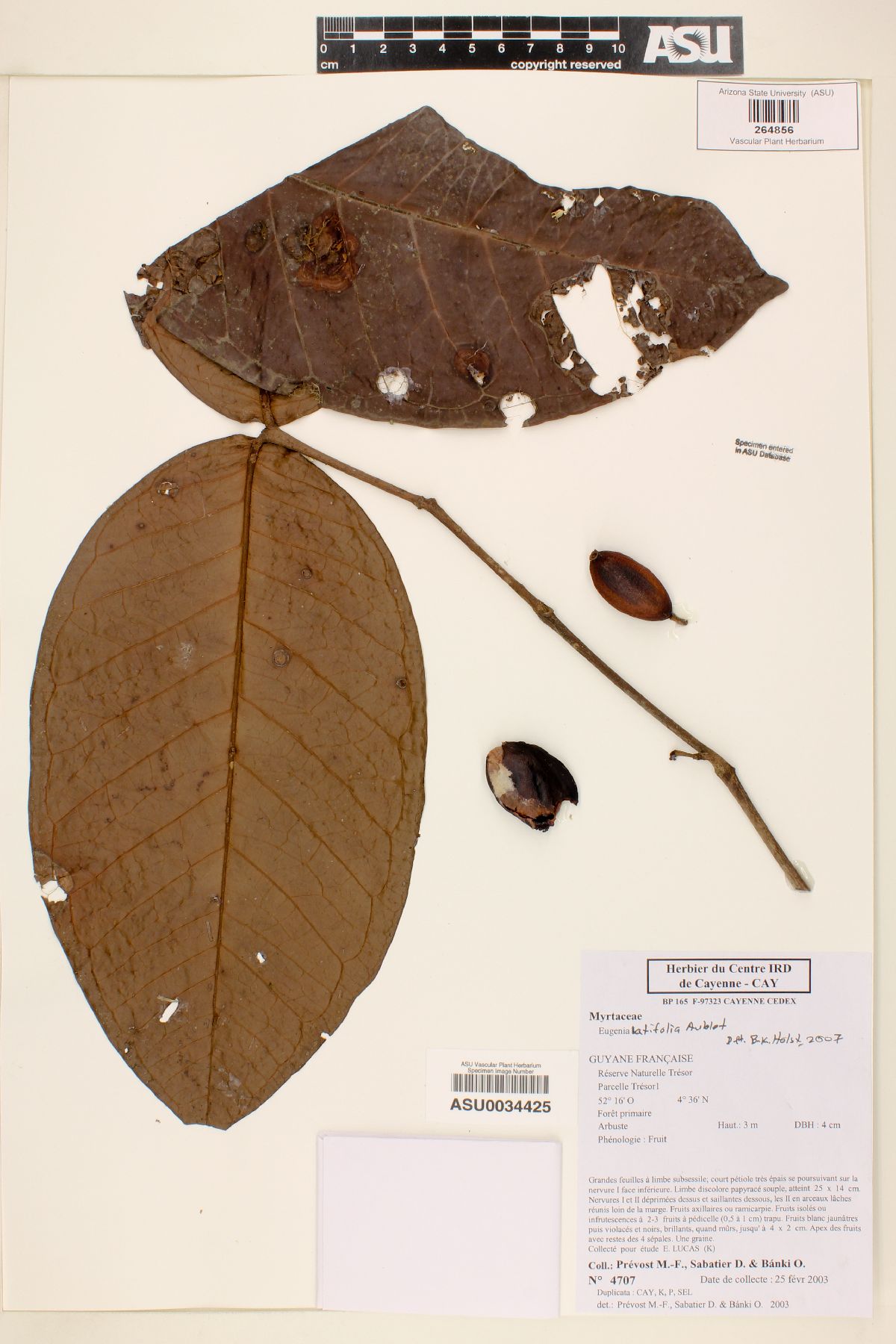 Eugenia latifolia image