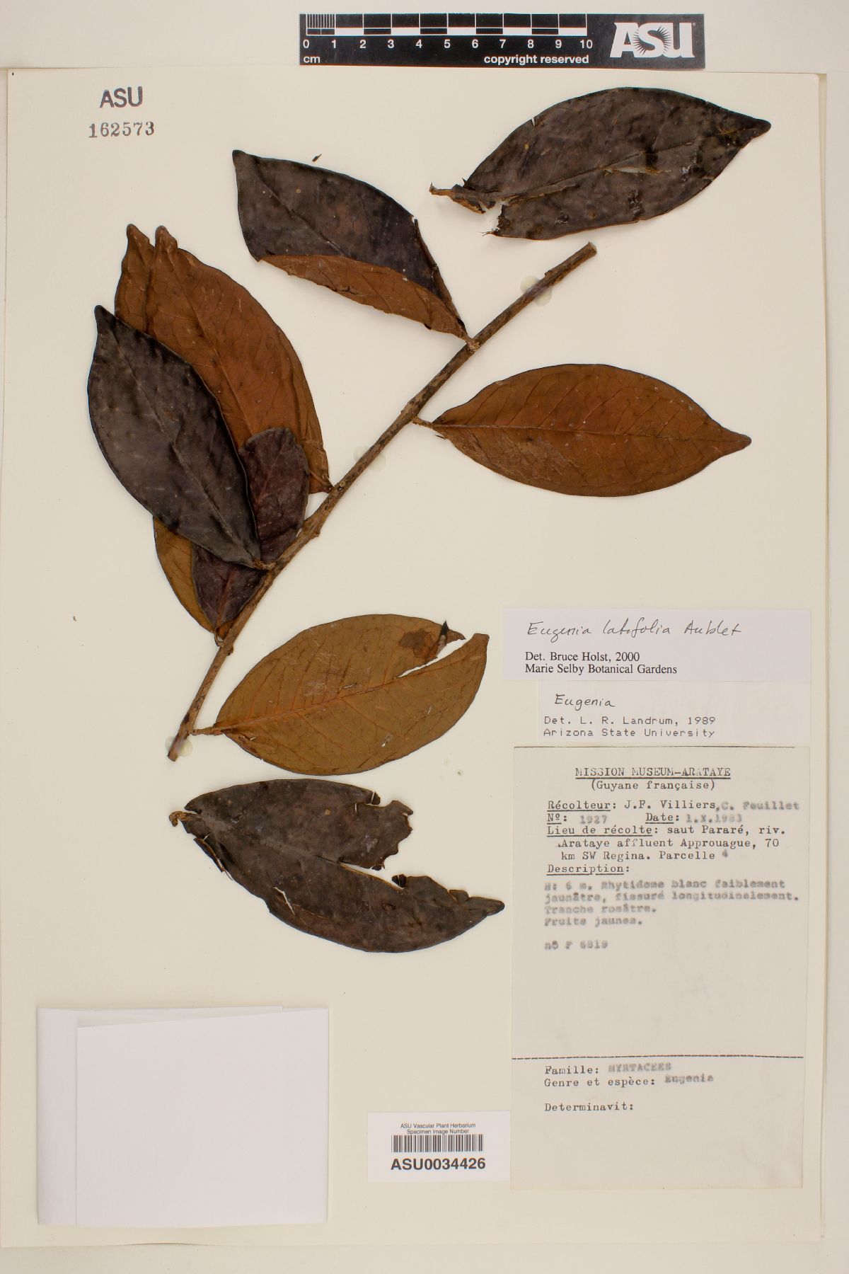 Eugenia latifolia image