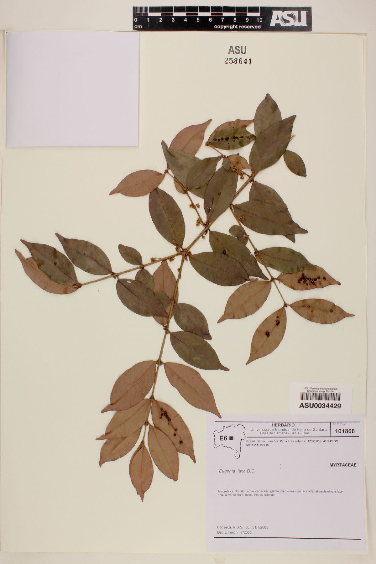 Eugenia laxa image