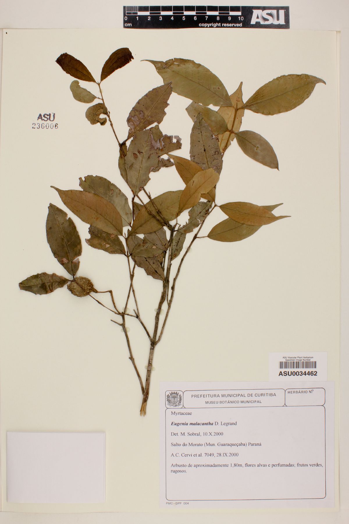 Eugenia malacantha image