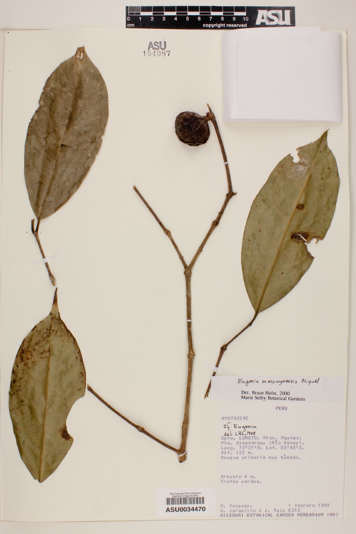 Eugenia marowynensis image
