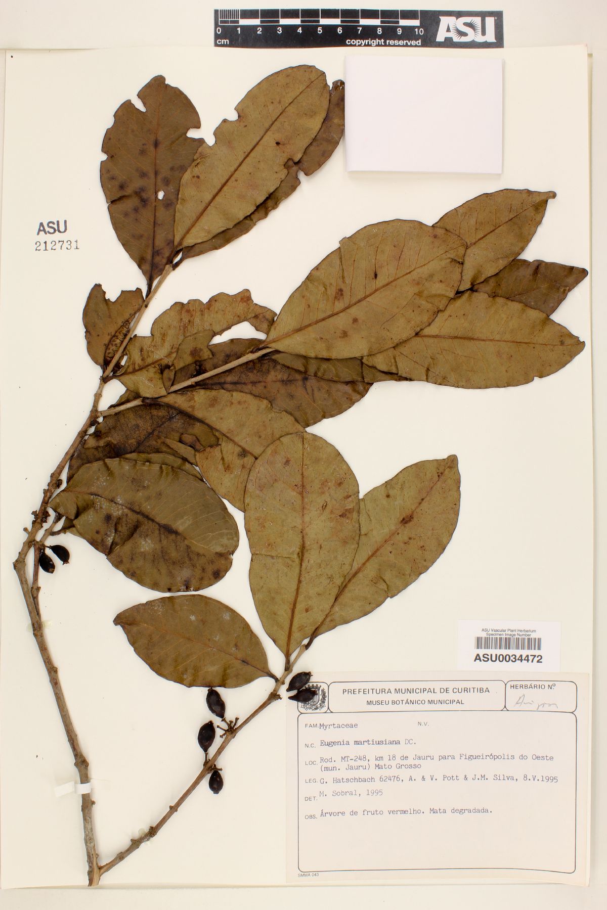 Eugenia martiusiana image