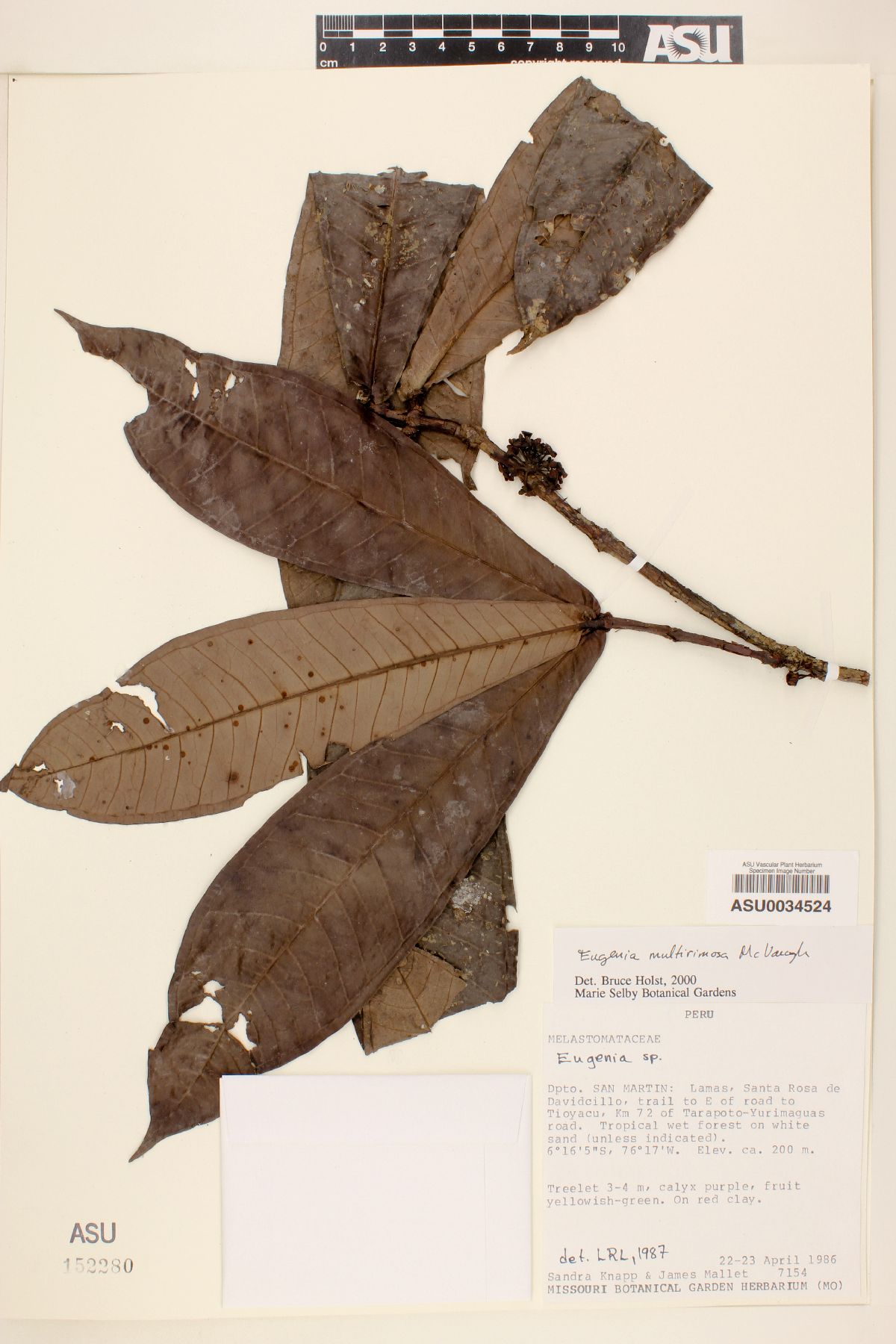 Eugenia multirimosa image