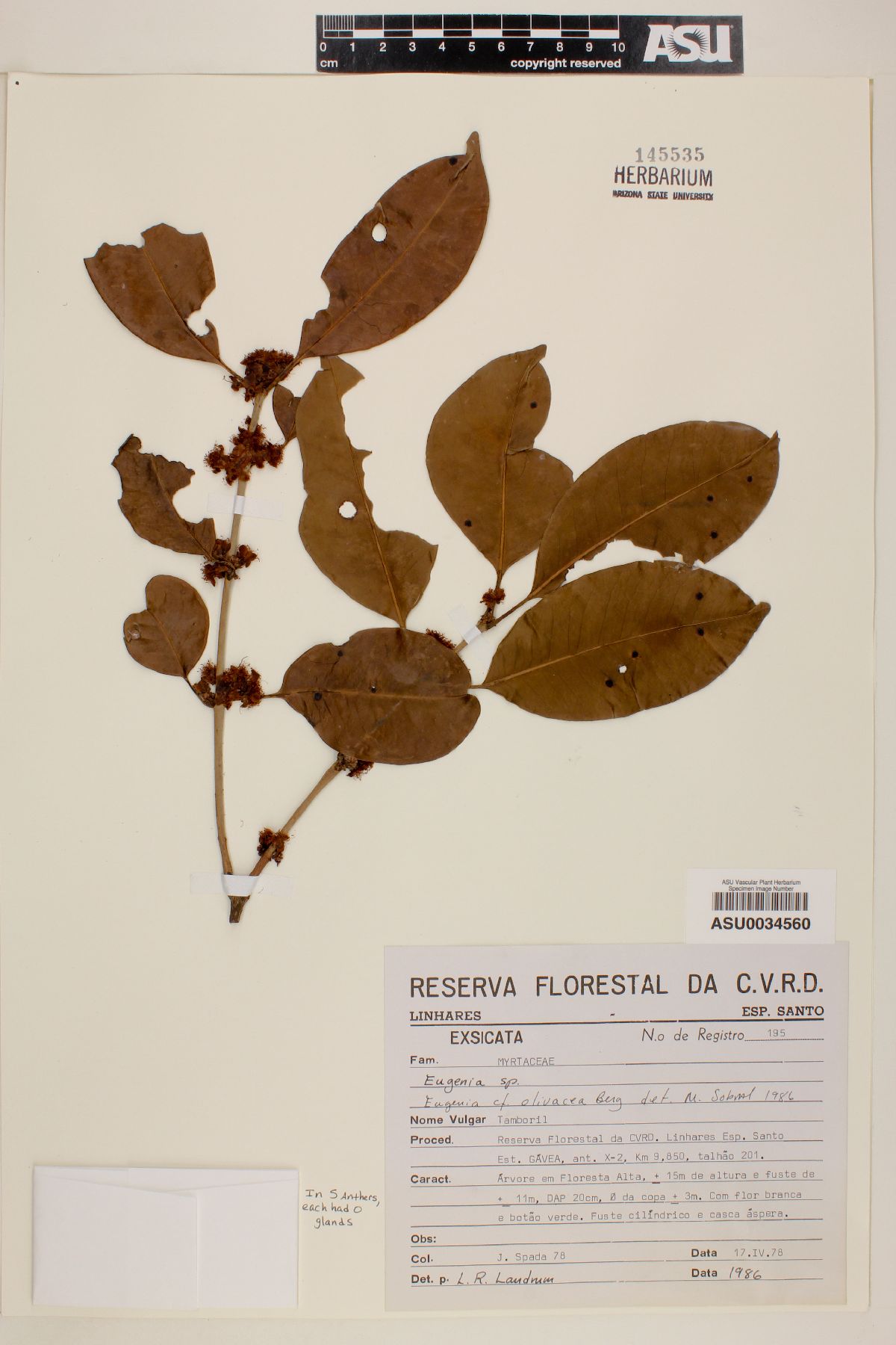 Eugenia olivacea image