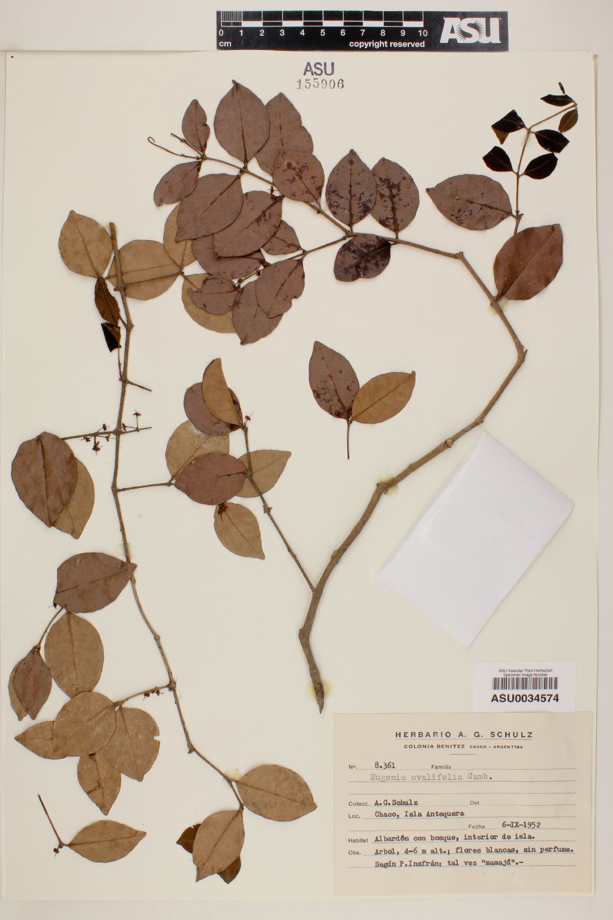 Eugenia ovalifolia image