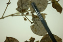 Eugenia ovalifolia image