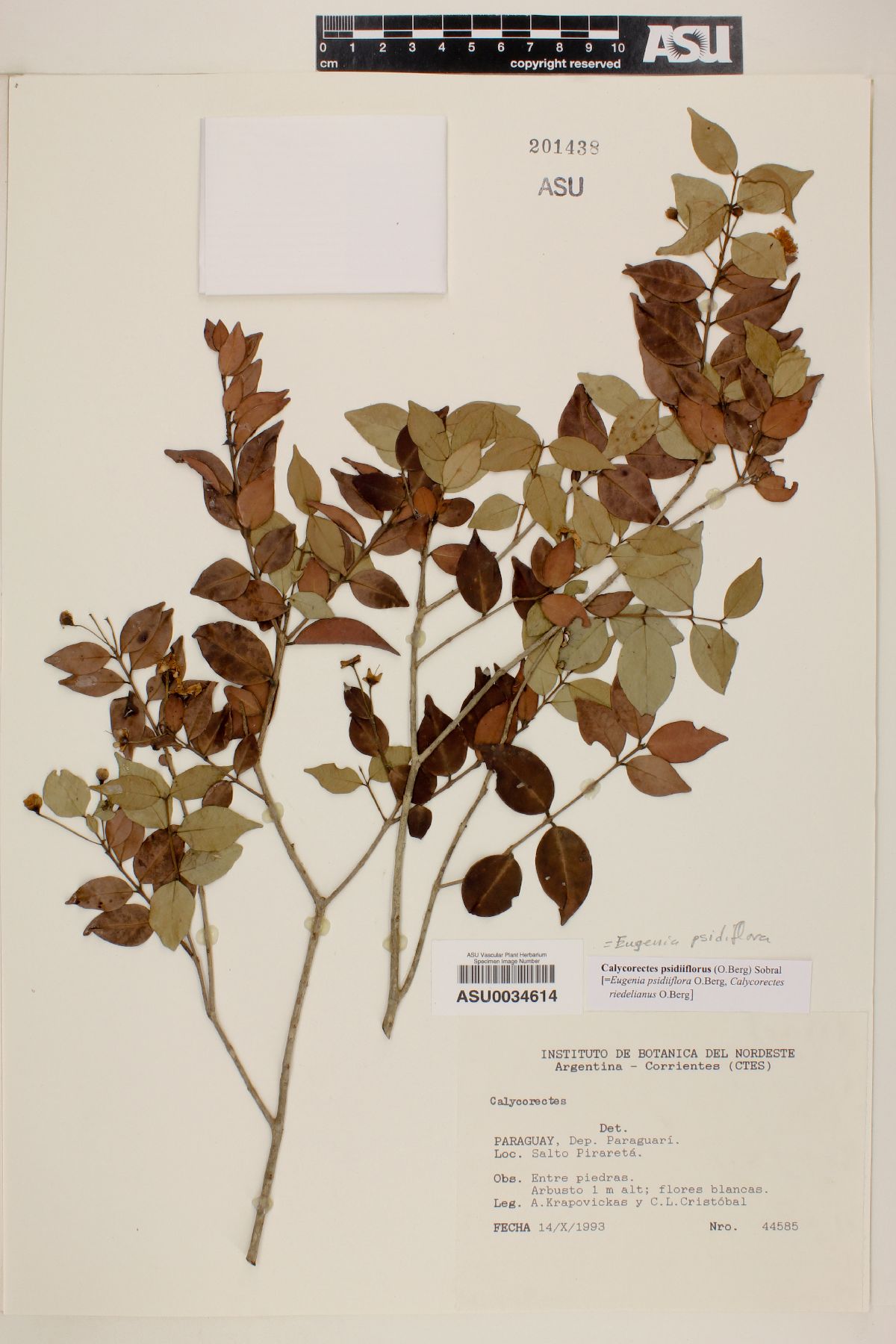 Eugenia psidiiflora image