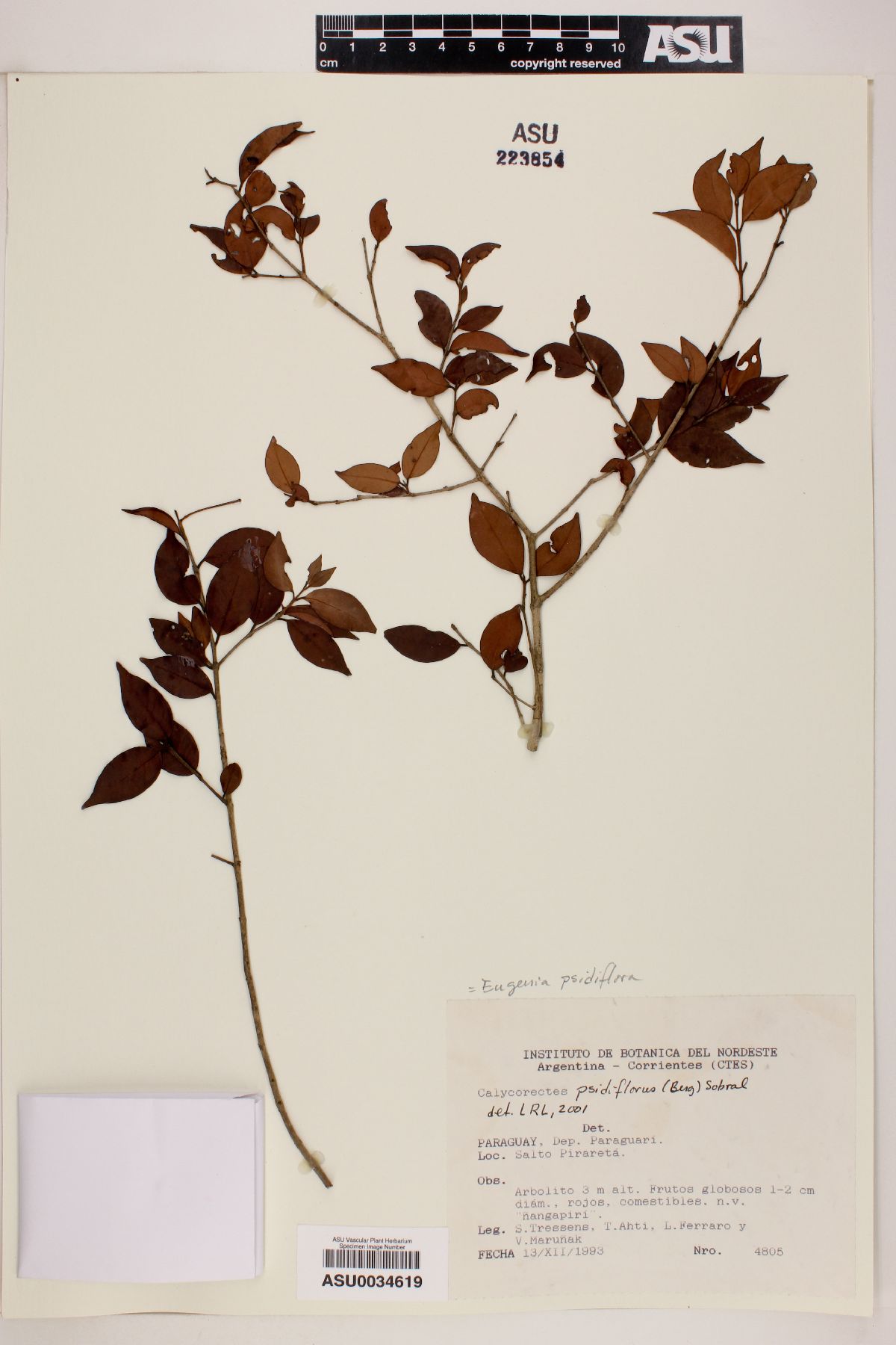 Eugenia psidiiflora image