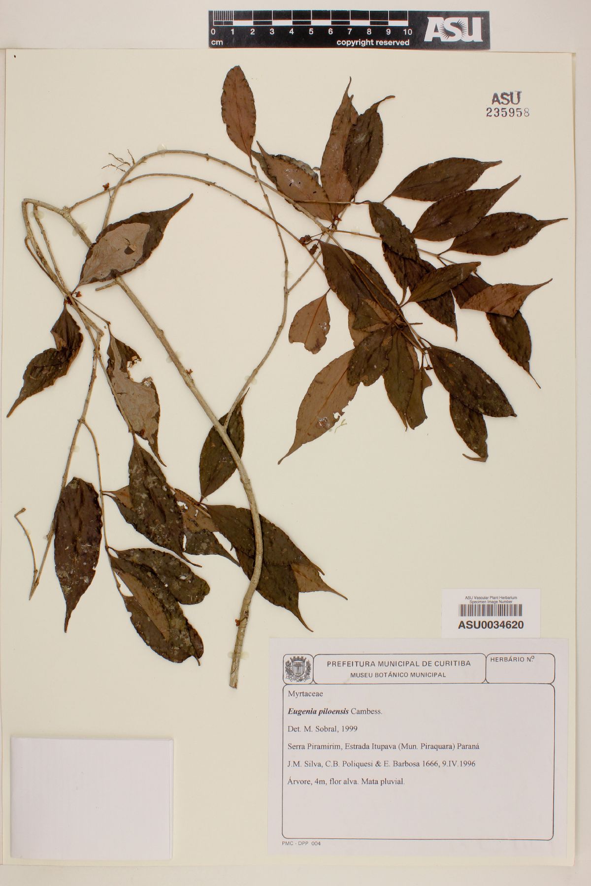 Eugenia piloensis image
