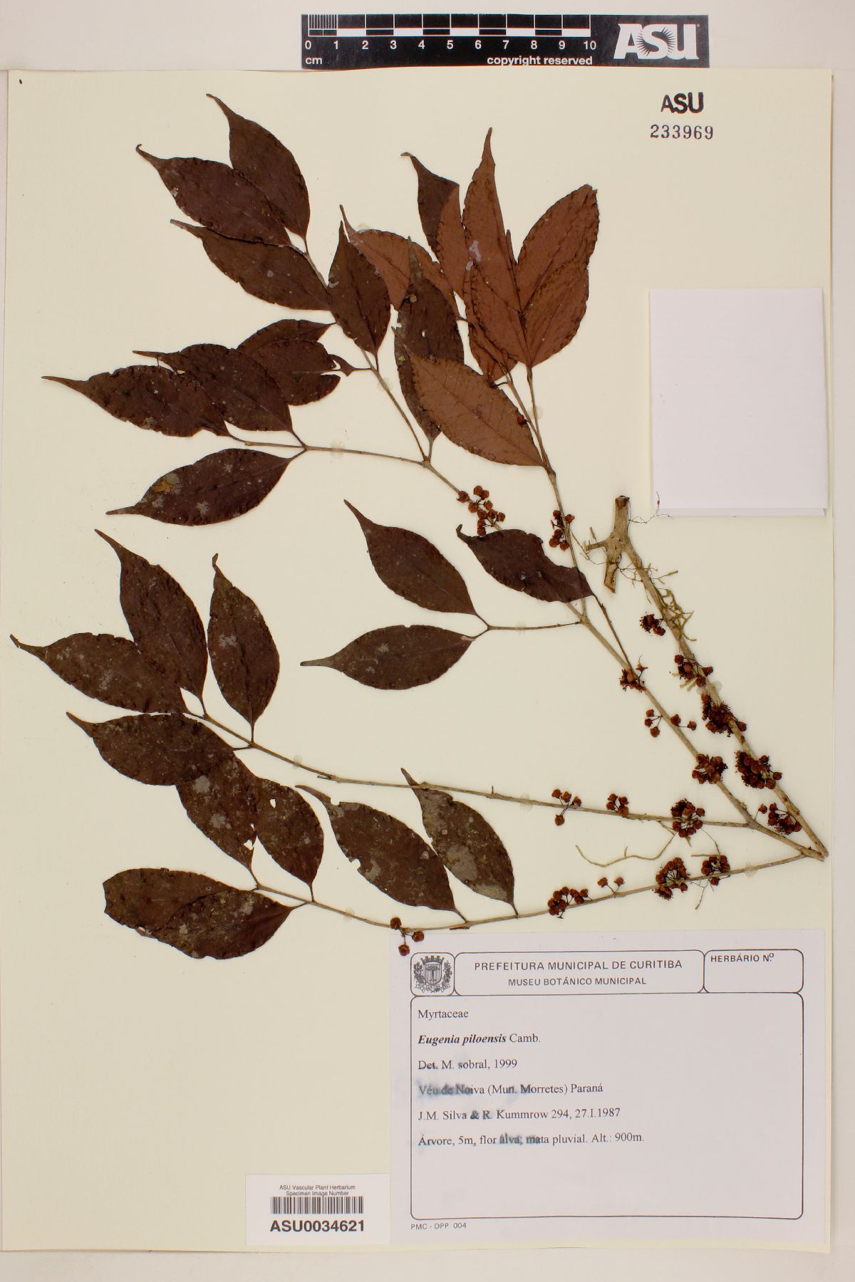 Eugenia piloensis image